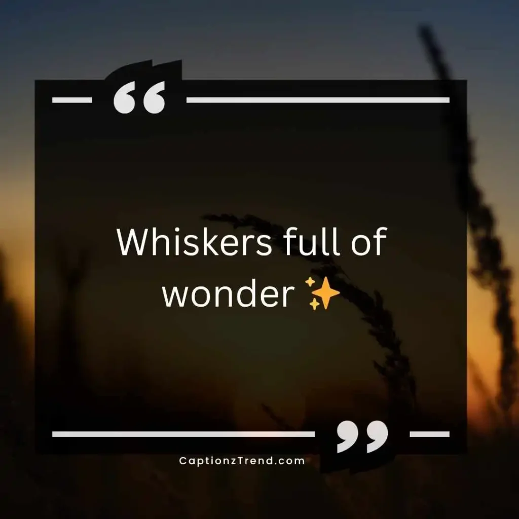 Cute Cat Captions 😺